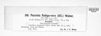 Puccinia recondita image